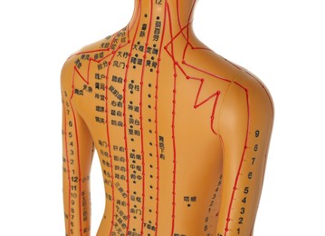 Acupuncture model. Mannequin with dots and lines isolated on white