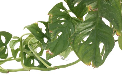 Photo of Houseplant with damaged leaves on white background, closeup