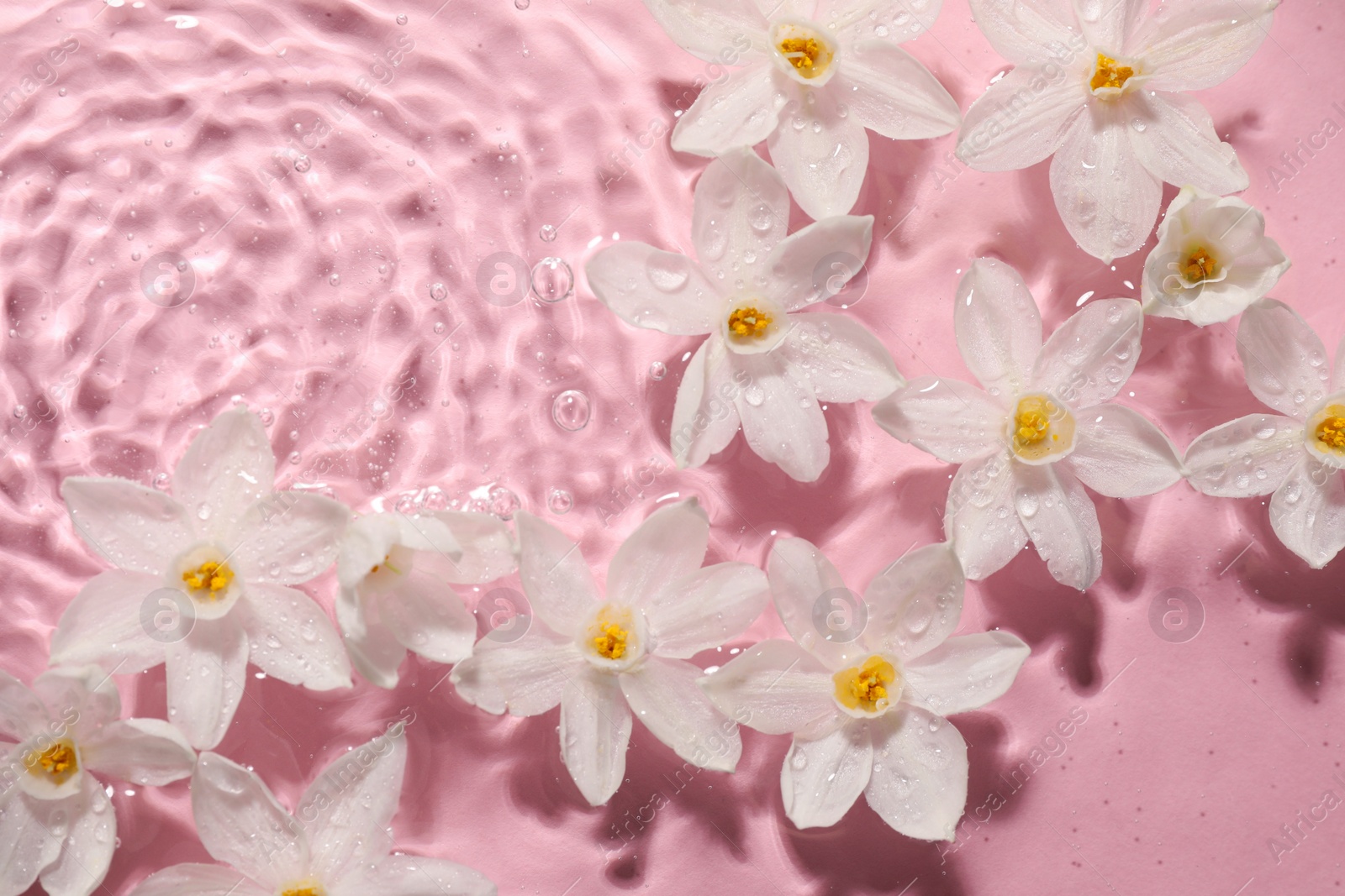 Photo of Beautiful daffodils in water on pink background, top view