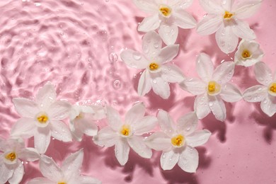 Beautiful daffodils in water on pink background, top view