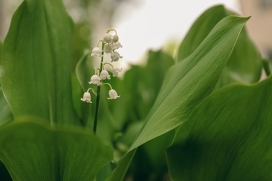 Photo of Beautiful lily of the valley flower on blurred background, closeup