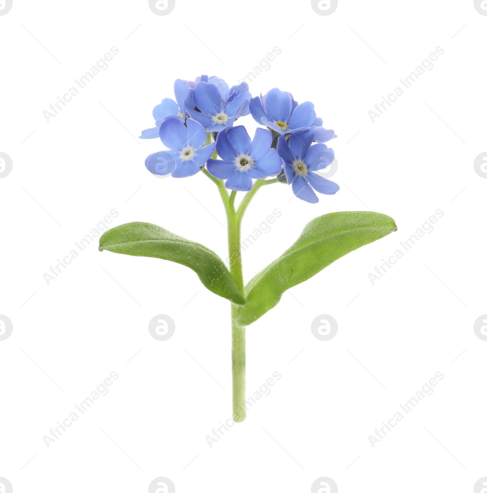 Photo of Beautiful blue Forget-me-not flowers isolated on white