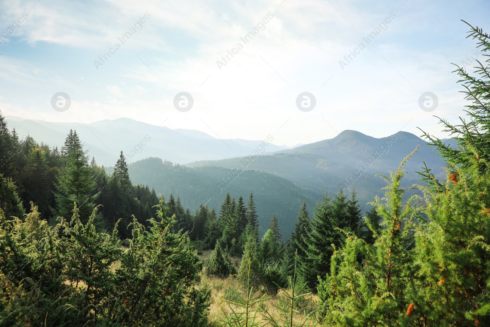 Photo of Beautiful mountain landscape with forest in morning