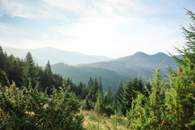 Photo of Beautiful mountain landscape with forest in morning