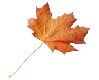 Photo of One maple leaf isolated on white. Autumn season