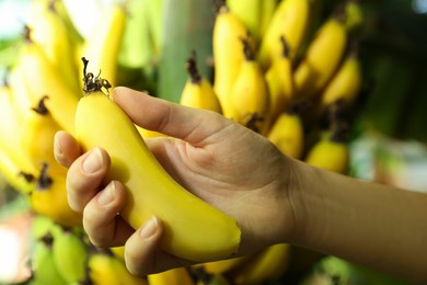 Woman holding ripe banana near tree outdoors, closeup
