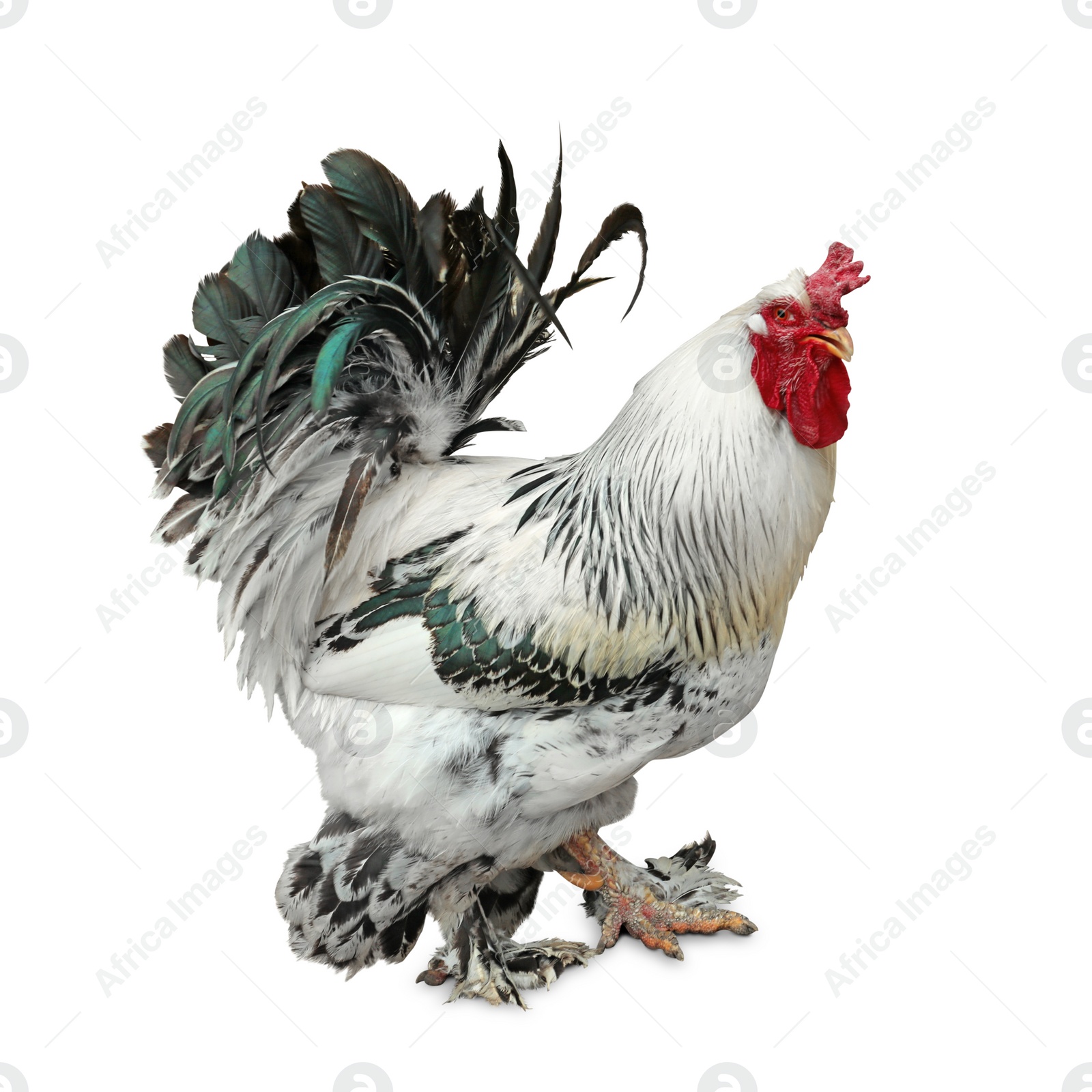 Image of Beautiful rooster on white background. Domestic animal