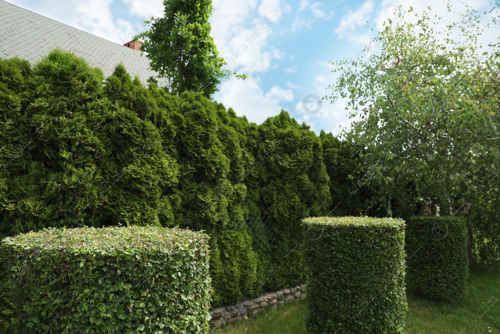 Photo of Beautiful green bushes and trees in garden on sunny day