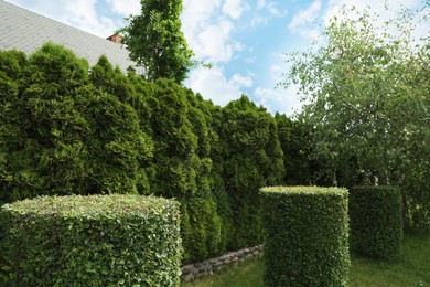 Photo of Beautiful green bushes and trees in garden on sunny day