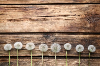 Photo of Beautiful dandelion seed heads on wooden table, flat lay. Space for text
