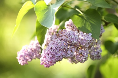 Beautiful green bush with fragrant tender lilac flowers in garden on sunny day. Awesome spring blossom