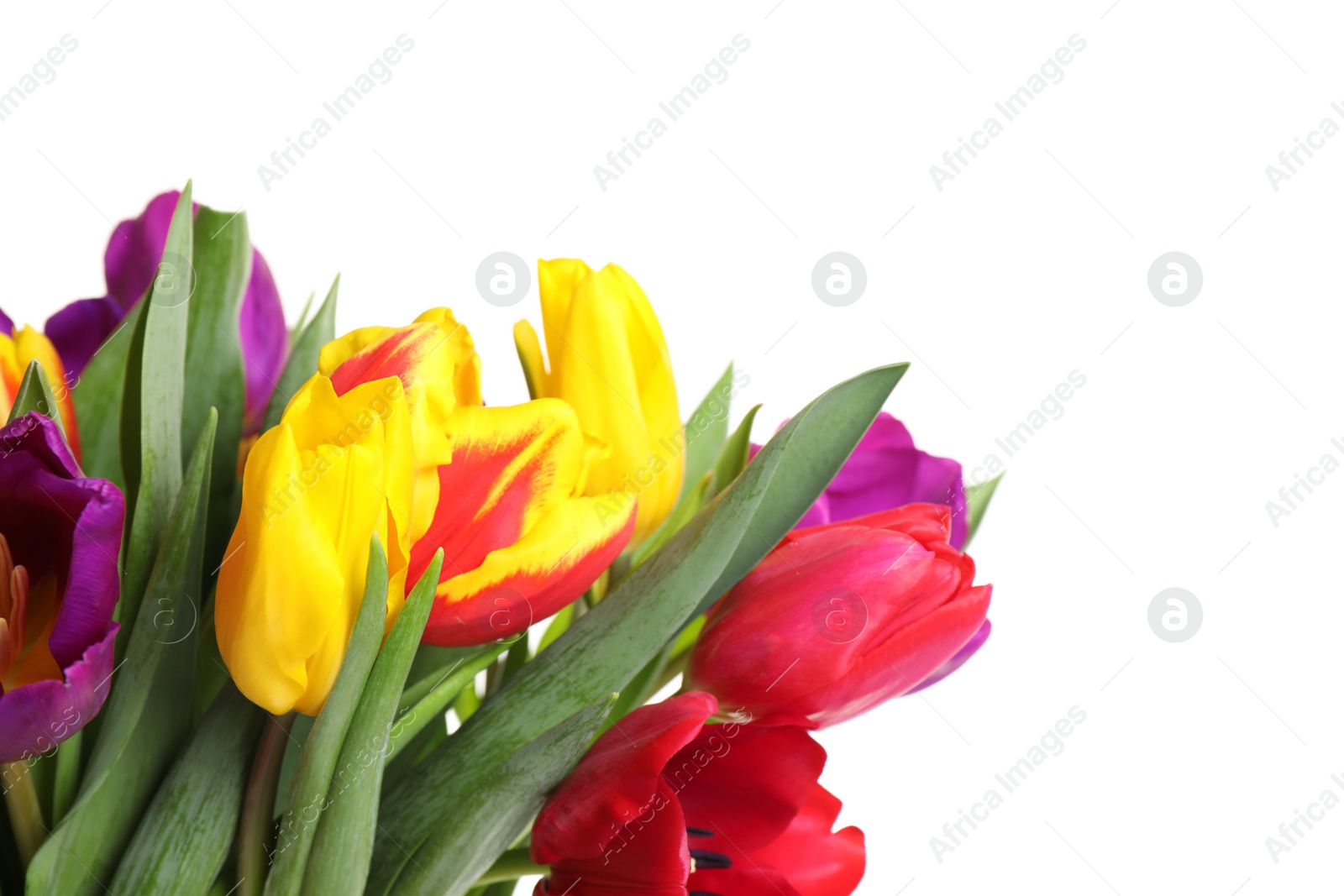 Photo of Beautiful bright spring tulips on white background