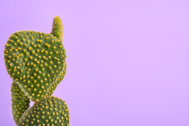 Beautiful green Opuntia cactus on violet background. Space for text