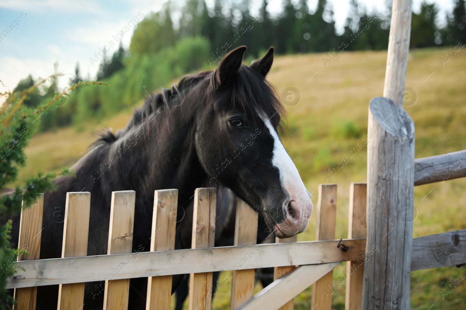 Photo of Beautiful horse near fence outdoors. Lovely domesticated pet