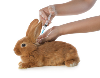 Photo of Professional veterinarian vaccinating bunny on white background, closeup