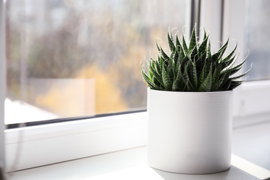 Photo of Beautiful succulent plant on windowsill at home, space for text