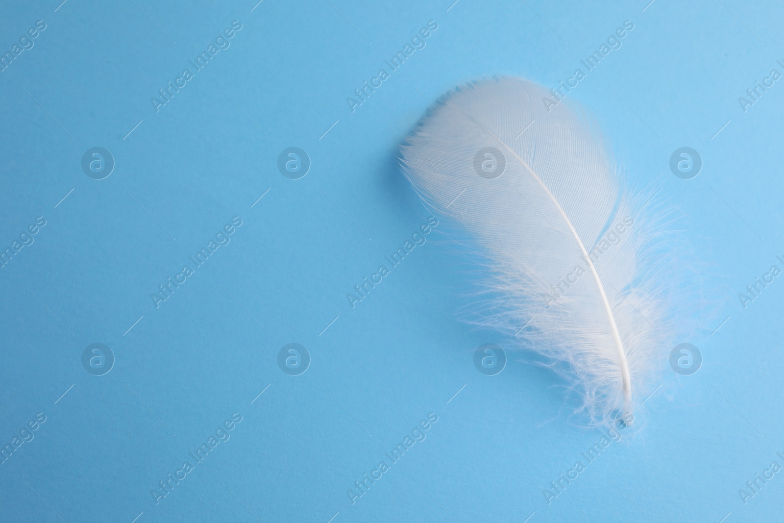 Photo of Fluffy white feather on light blue background, top view. Space for text