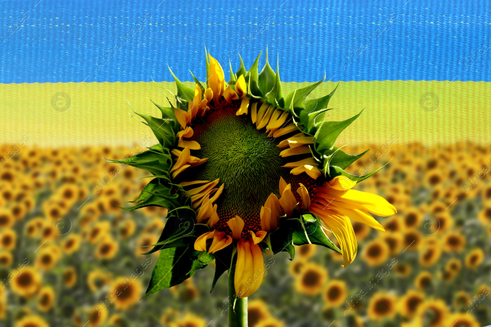 Image of Bright sunflower and Ukrainian national flag on background