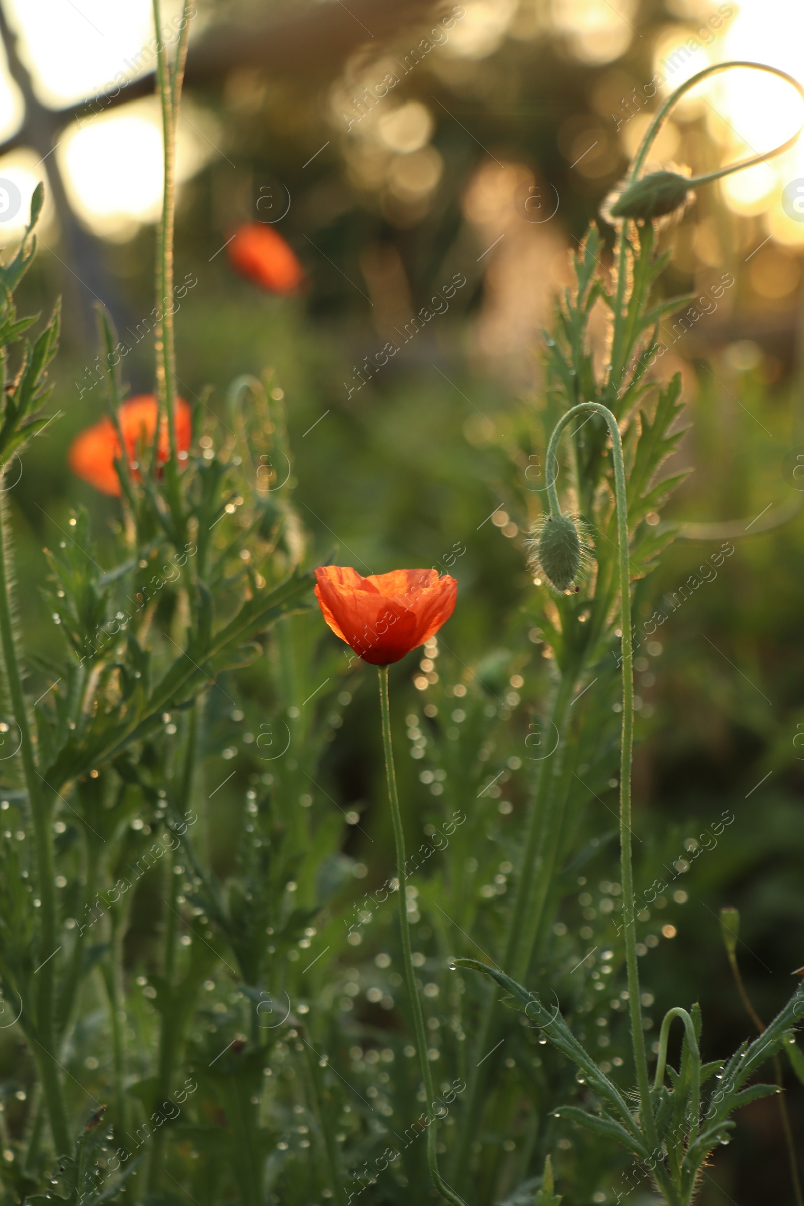 Photo of Red poppy plants covered with dew drops outdoors in morning