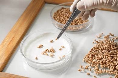 Photo of Scientist sorting wheat grains on glass tray at table in laboratory, closeup