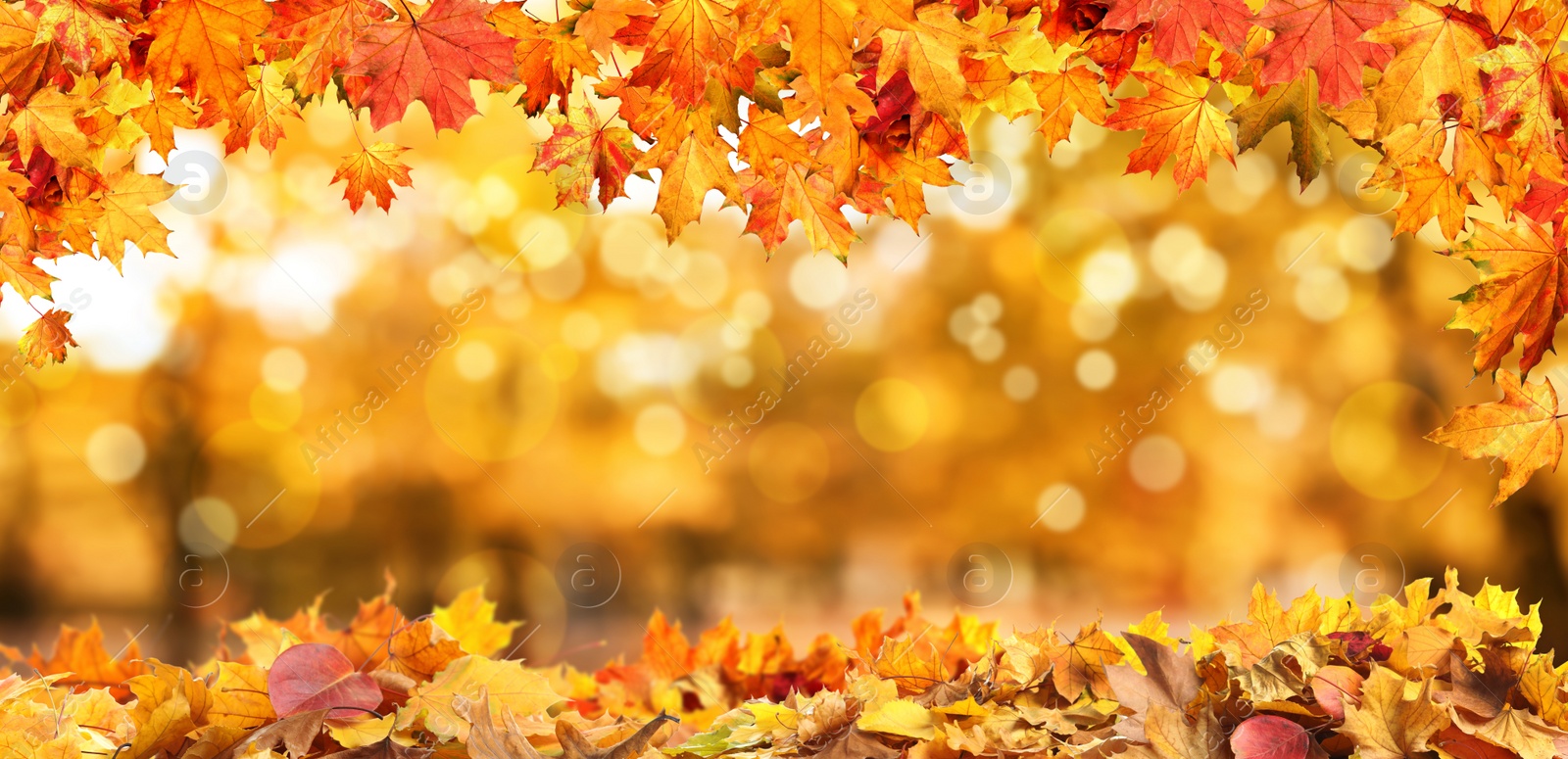 Image of Beautiful colorful autumn leaves and blurred park background. Banner design 