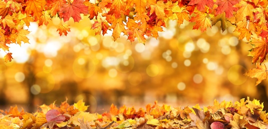 Image of Beautiful colorful autumn leaves and blurred park background. Banner design 