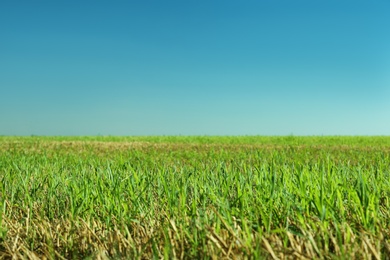 Beautiful landscape with green grass on sunny day