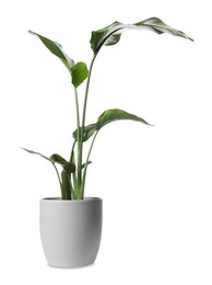 Photo of Beautiful spathiphyllum in pot on white background. House decor