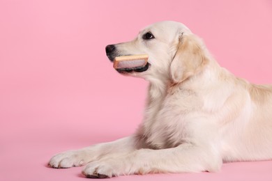 Photo of Cute Labrador Retriever dog with brush on pink background