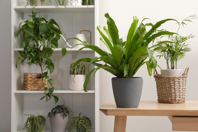 Photo of Green houseplants in pots near white wall, space for text