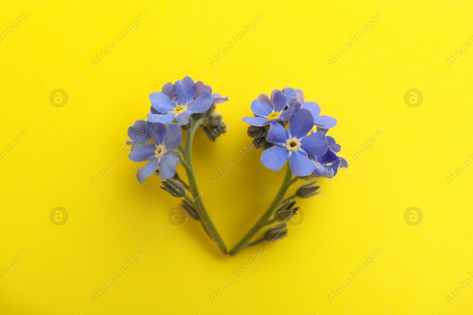 Photo of Beautiful blue forget-me-not flowers on yellow background, flat lay