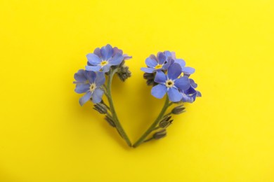 Beautiful blue forget-me-not flowers on yellow background, flat lay