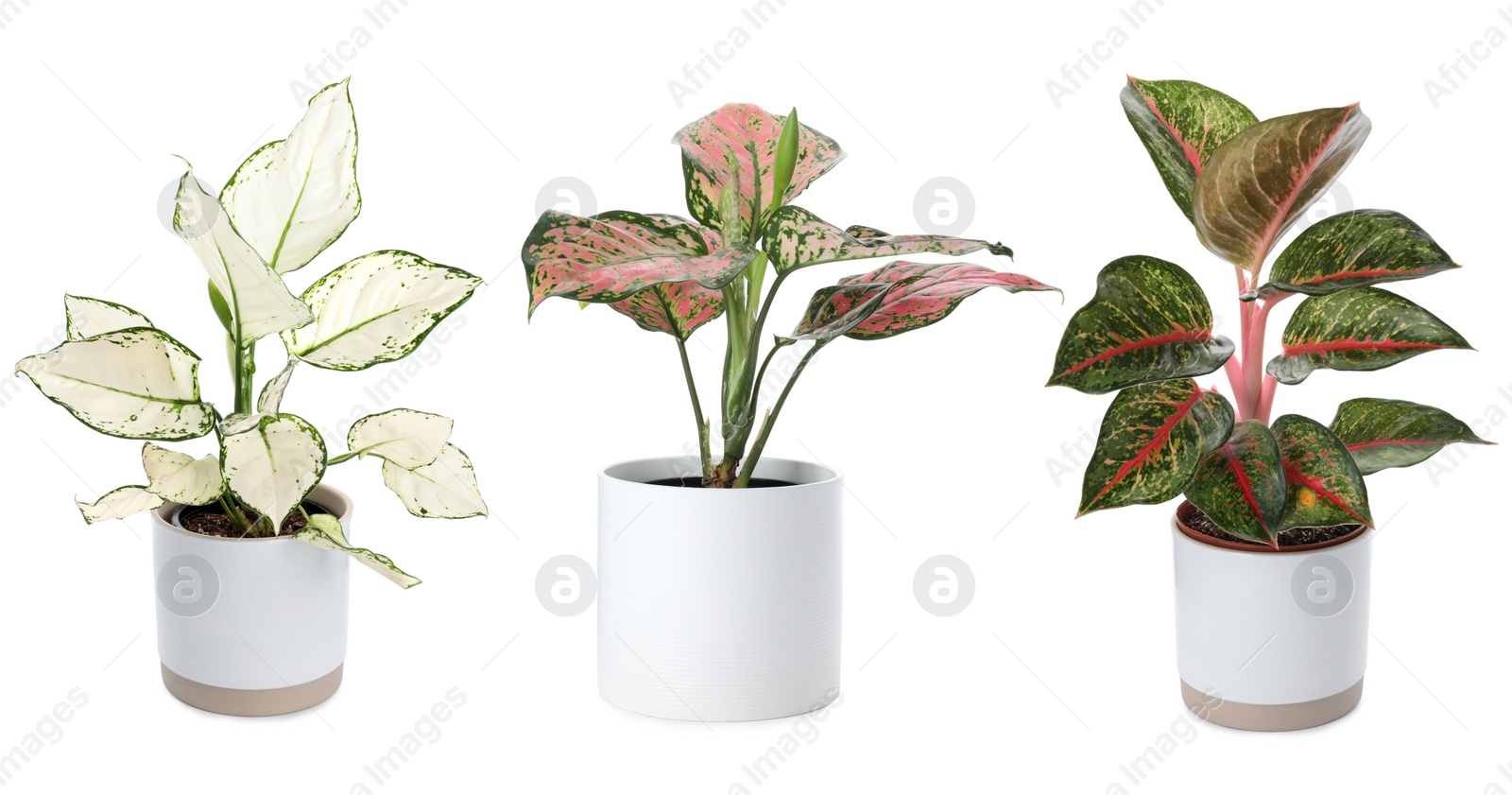 Image of Set of Aglaonema plants for house on white background. Banner design 