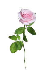 Photo of Blooming pink rose isolated on white. Beautiful flower