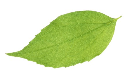 Photo of Fresh green jasmine leaf isolated on white