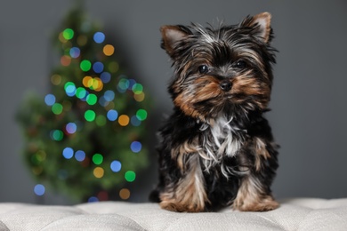Photo of Cute Yorkshire terrier puppy and blurred Christmas tree on background, space for text. Happy dog