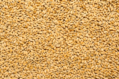 Photo of Closeup of wheat grains as background, top view