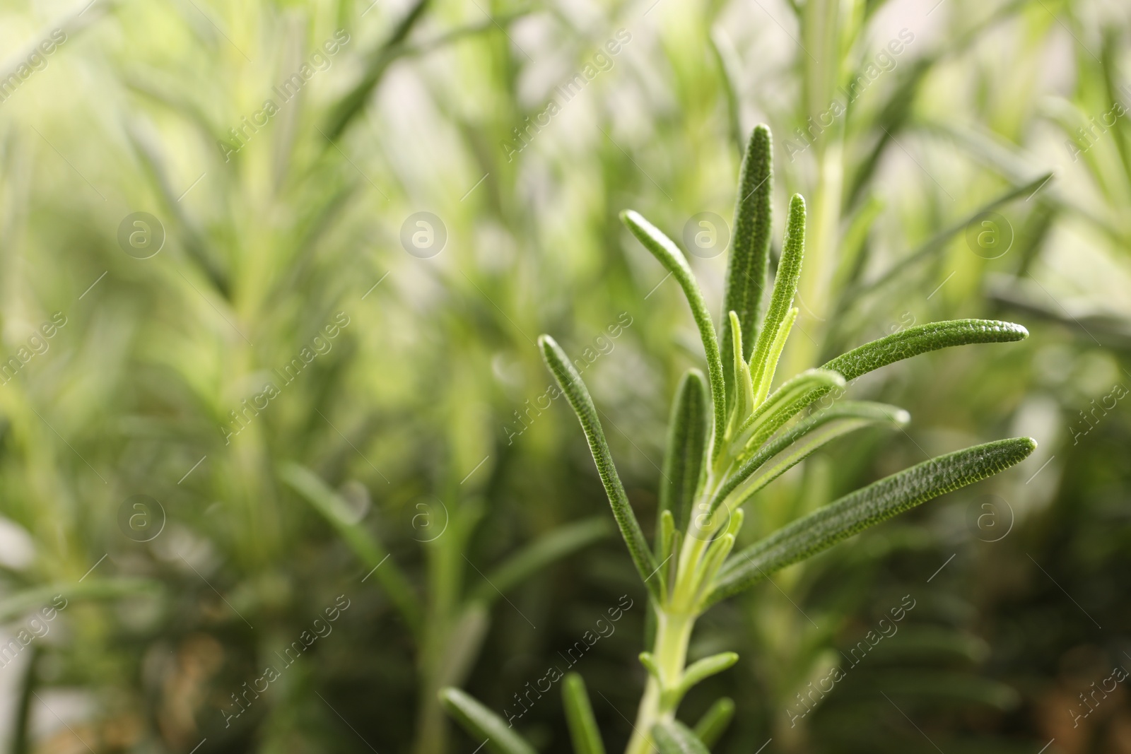 Aromatic green rosemary sprig against blurred background, closeup. Space for text Photo of Aromatic green rosemary sprig against blurred background, closeup. Space for text