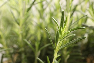 Photo of Aromatic green rosemary sprig against blurred background, closeup. Space for text