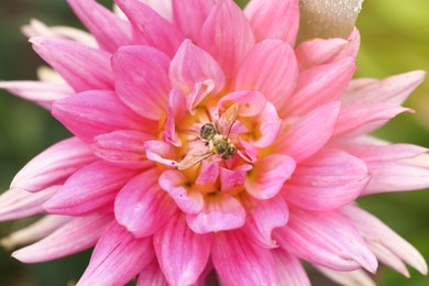 Photo of Honeybee collecting pollen from beautiful flower outdoors, top view