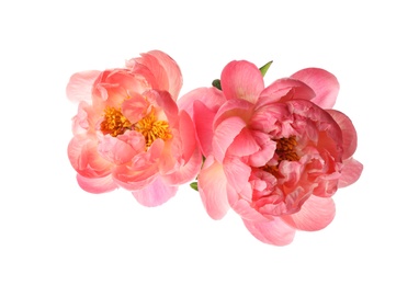 Photo of Beautiful blooming pink peonies isolated on white