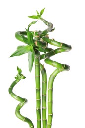 Photo of Beautiful green bamboo stems with leaves isolated on white