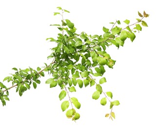 Photo of Branch of tree with young fresh green leaves isolated on white. Spring season