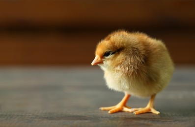 Photo of Cute chick on wooden surface, closeup with space for text. Baby animal