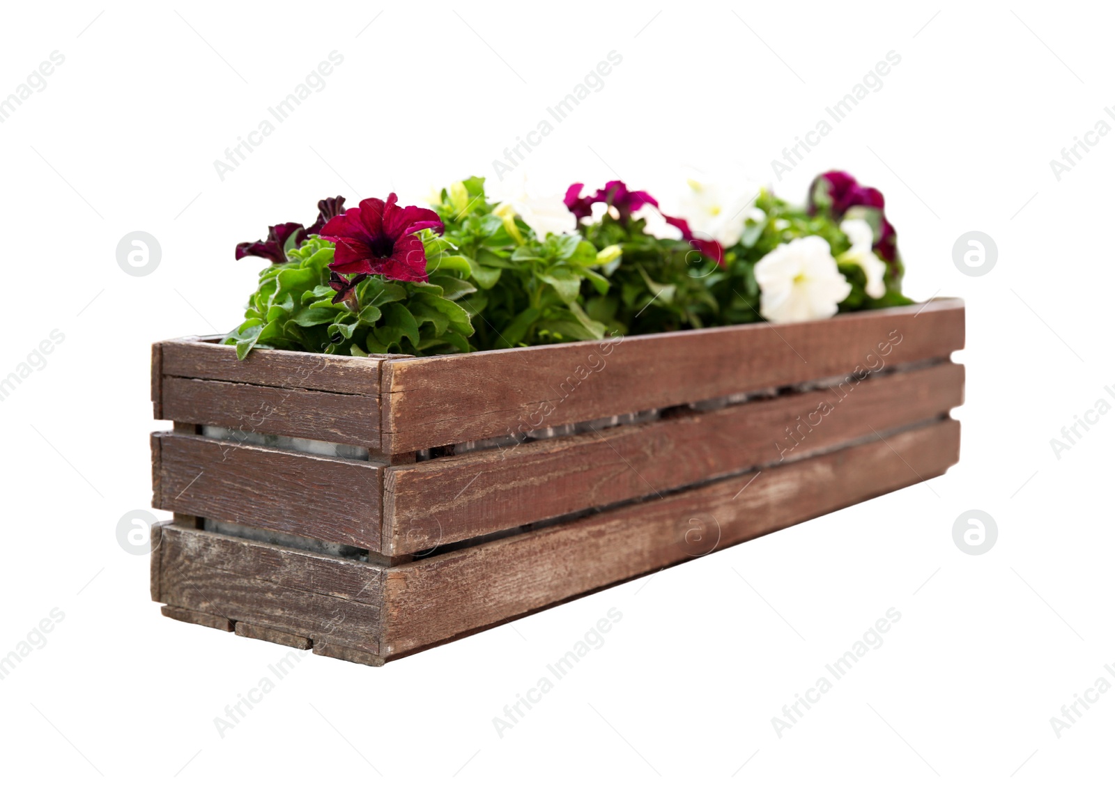 Image of Beautiful petunia flowers in wooden pot on white background 