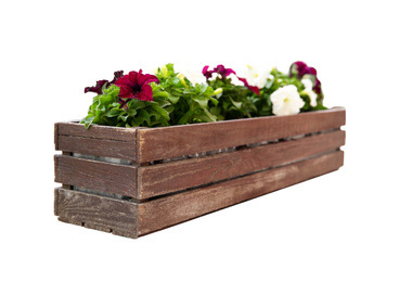 Image of Beautiful petunia flowers in wooden pot on white background 