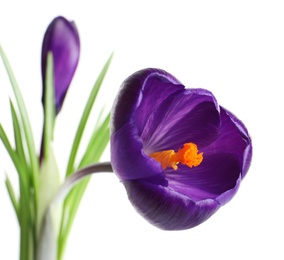 Photo of Beautiful spring crocus flower on white background