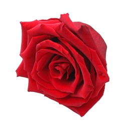 Photo of Beautiful fresh red rose isolated on white