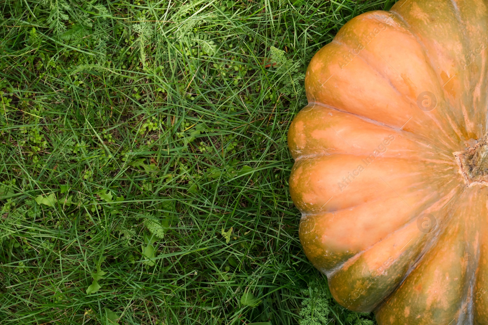 Photo of Ripe pumpkin on green grass, top view with space for text. Autumn harvest