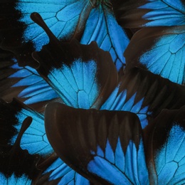 Image of Beautiful Ulysses butterfly wings as background, closeup